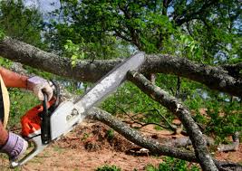 How Our Tree Care Process Works  in  Pine Bluff, AR