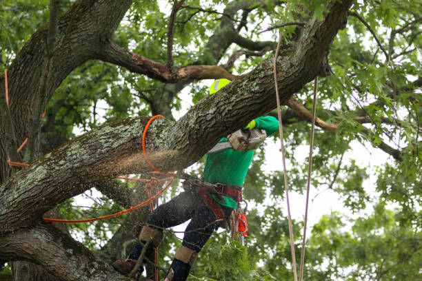 Best Tree Cabling and Bracing  in Pine Bluff, AR